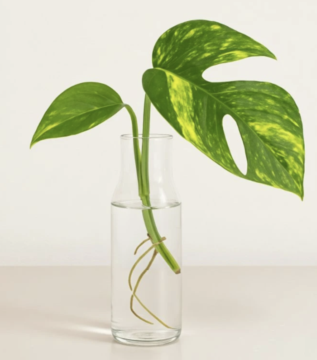 Epipremnum pinnatum Cintho Goldfinger - Řízek